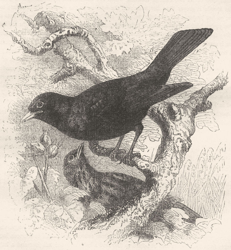 BIRDS. Singing. Thrush. Blackbird c1870 old antique vintage print picture